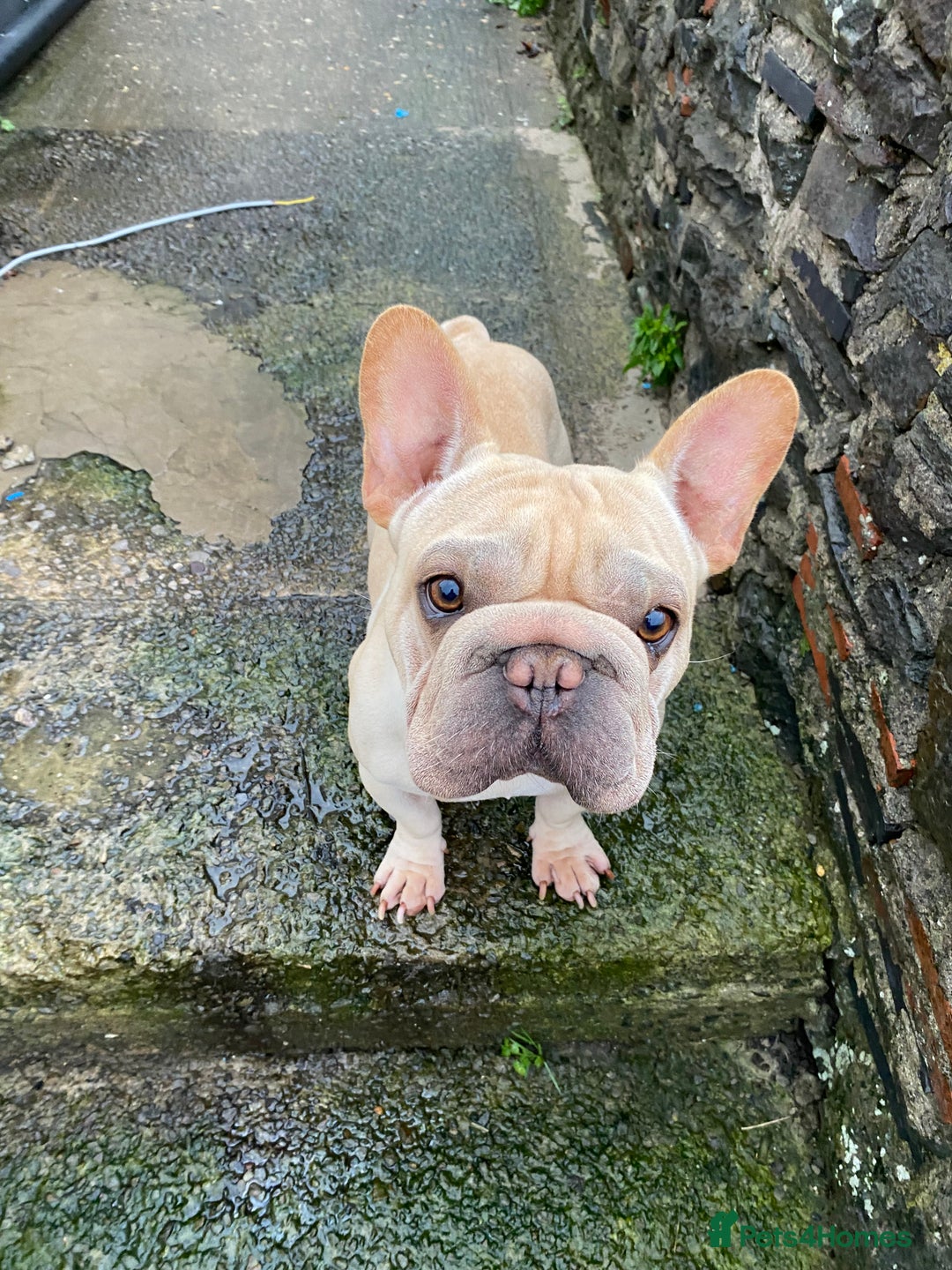 French Bulldog dogs for sale: Male Frenchie  - Advert 1