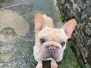 French Bulldog dogs Male Frenchie - Advert 1