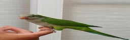 Parakeets birds for sale: Silly tame quakers and conure - Advert 6