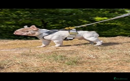 French Bulldog dogs for stud: Enzo Award winning newshade Isabella and tan pied  - Image 2