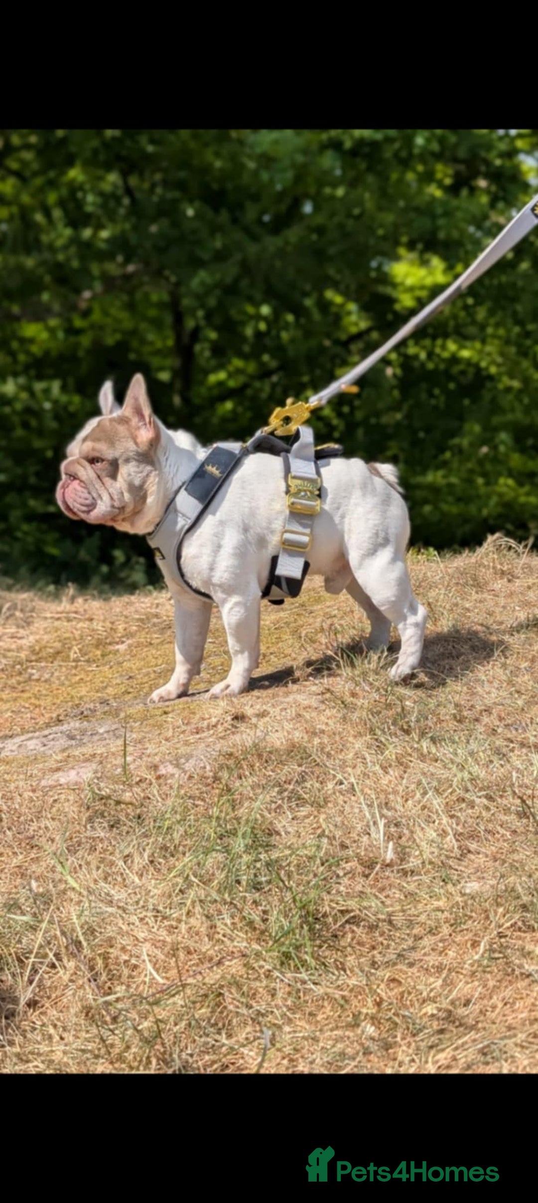 French Bulldog dogs for stud: Enzo Award winning newshade Isabella and tan pied  - Image 2