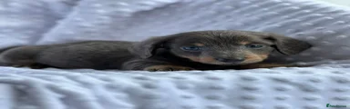 Miniature Dachshund 4