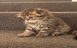 Scottish Fold cats for sale: RARE Triple folded ear Scottish fold kittens  - Image 1