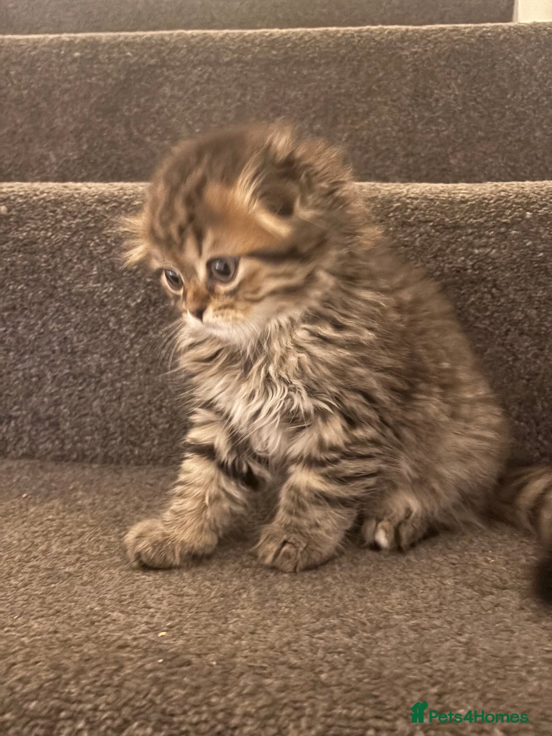 Scottish Fold cats for sale: RARE Triple folded ear Scottish fold kittens  - Image 1