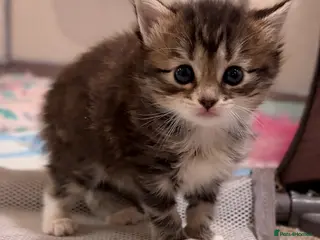 Mixed Breed cats Tabby Female Kitten – Ready 11 April - Advert 17