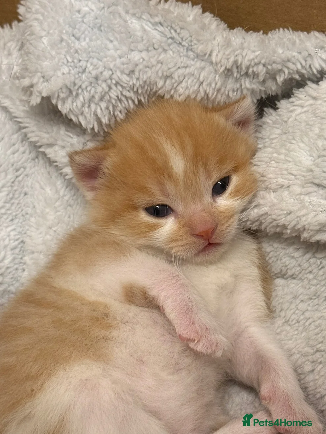 British Shorthair cats for sale: 7 week old male kitten  in Hounslow - Advert 5