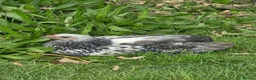 Chickens poultry for sale: Giant Dark Brahma Cockerals - Advert 3