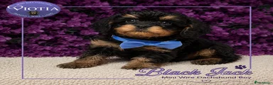 Black and Tan boy 