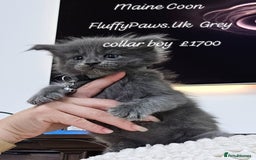 Maine Coon cats for sale: Maine Coons FluffyPaws.Uk  - Image 8