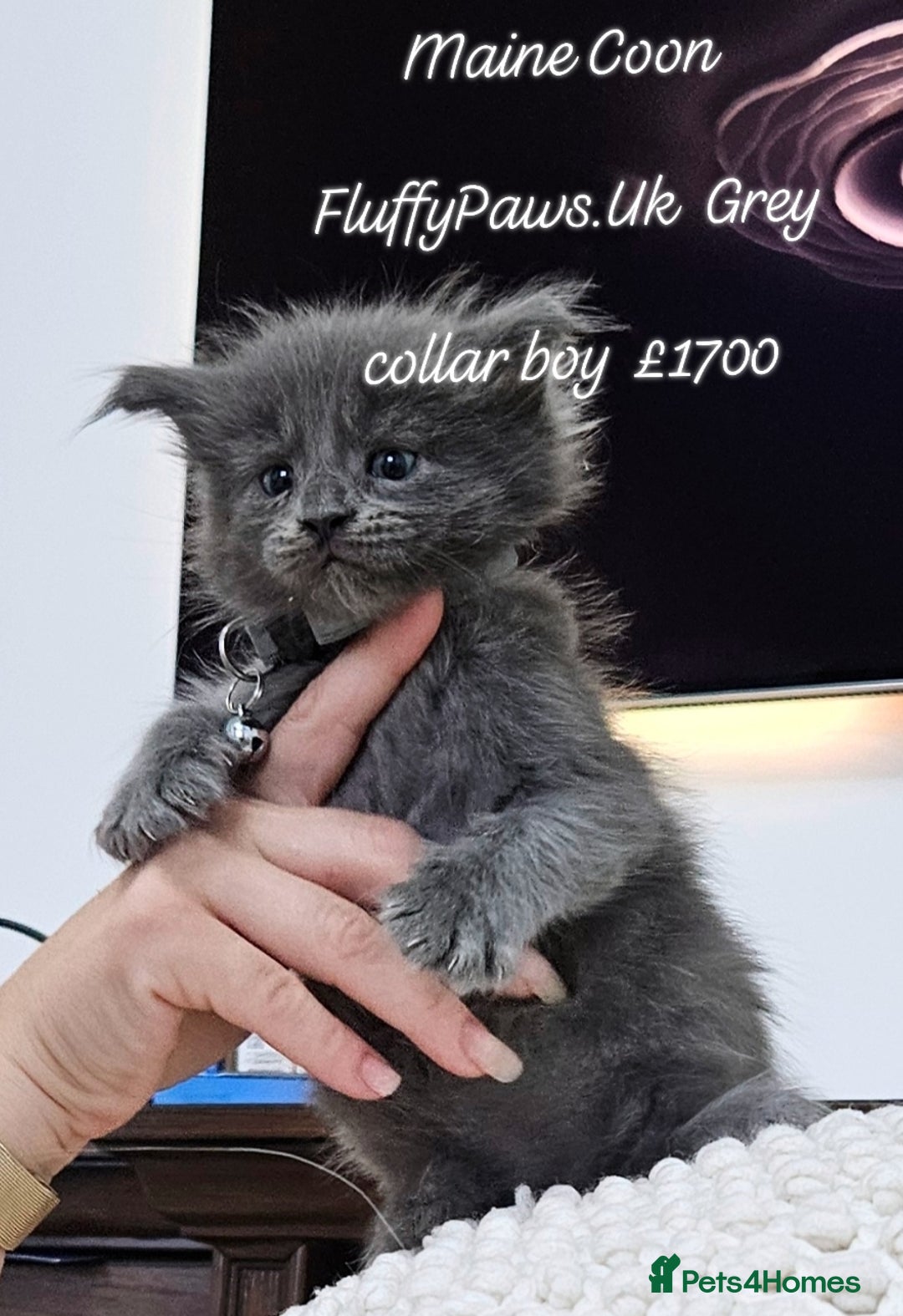Maine Coon cats for sale: Maine Coons FluffyPaws.Uk  - Image 8