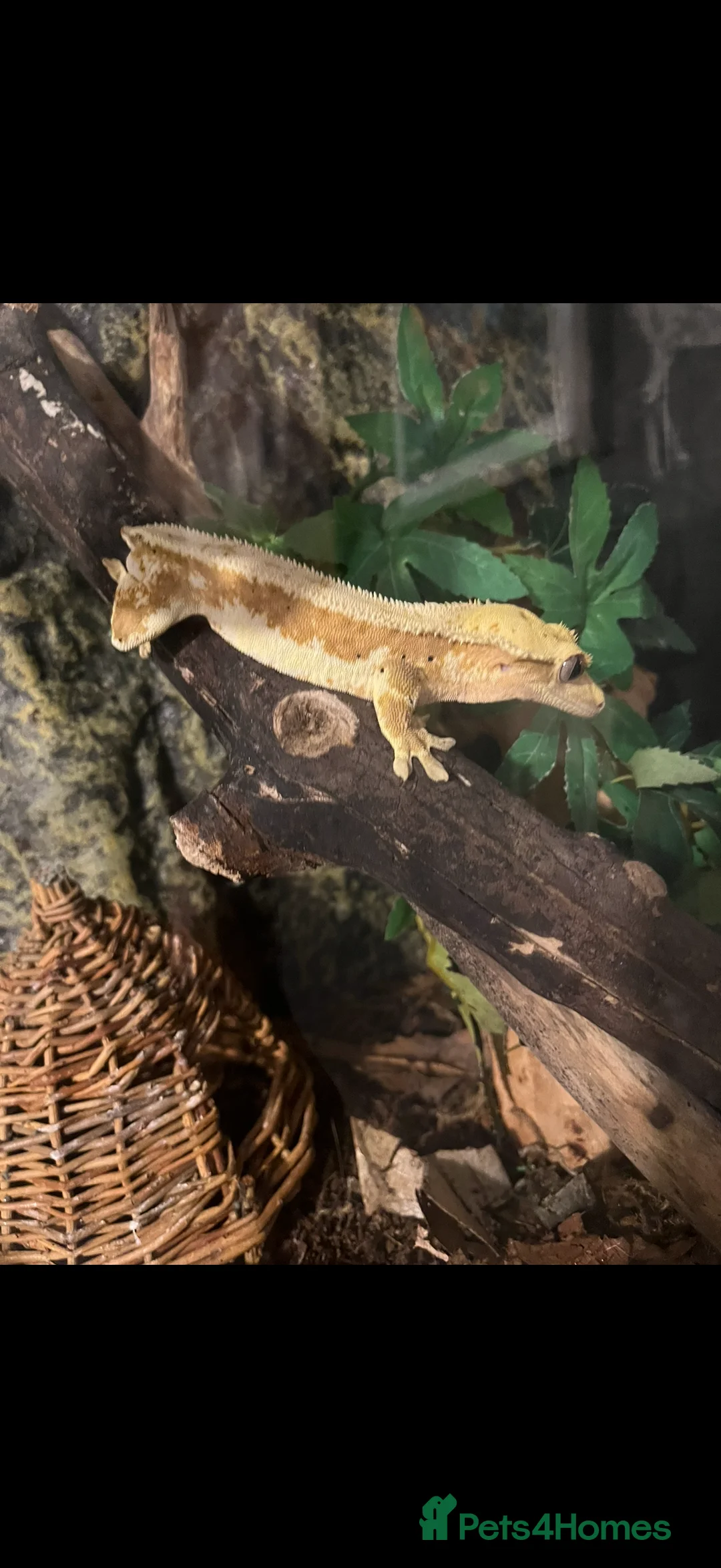 Lizard reptiles for sale:  crested gecko - Advert 2