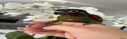 Conures birds for sale: Hand reared silly tame Emma’s conure!  - Advert 1
