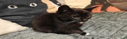 Mixed Breed cats for sale: Adorable kittens - Advert 15