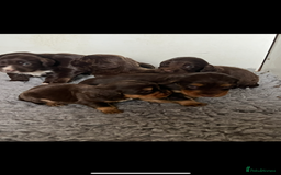 Cocker Spaniel dogs for sale: Beautiful KC Registered Cocker Spaniel Puppies 🐶  - Image 3