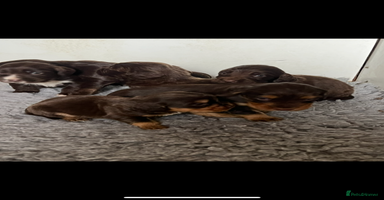 Cocker Spaniel dogs - Advert 8