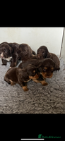 Cocker Spaniel dogs - Advert 14