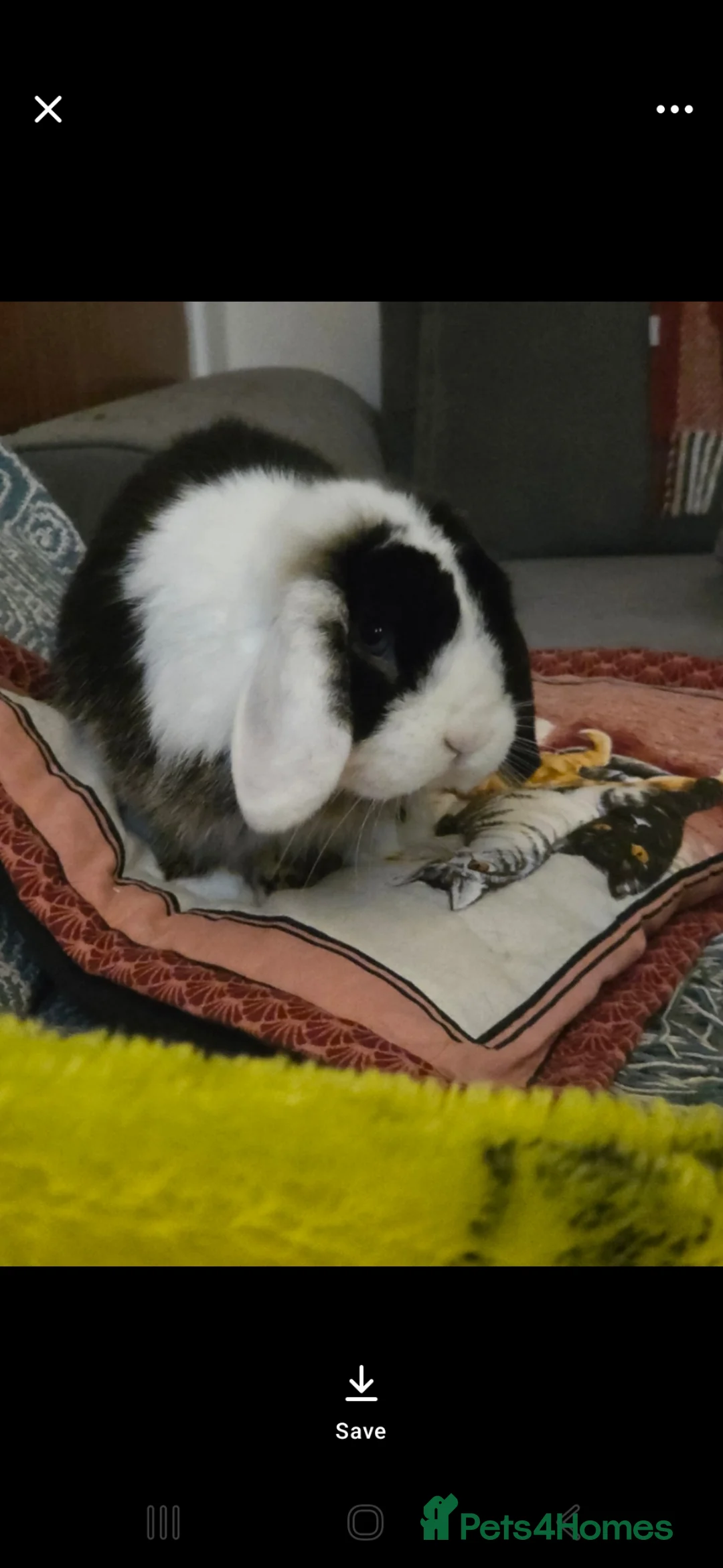 Mini Lop rabbits for sale: Boy minilop with blue eyes  - Advert 2