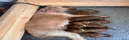 Cockapoo dogs for sale: 🐶💕 F1B COCKERPOO PUPPIES HAVE ARRIVED! 💕 - Advert 25