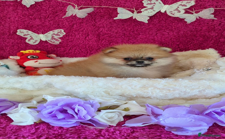 Pomeranian dogs in Halesowen - Advert 14