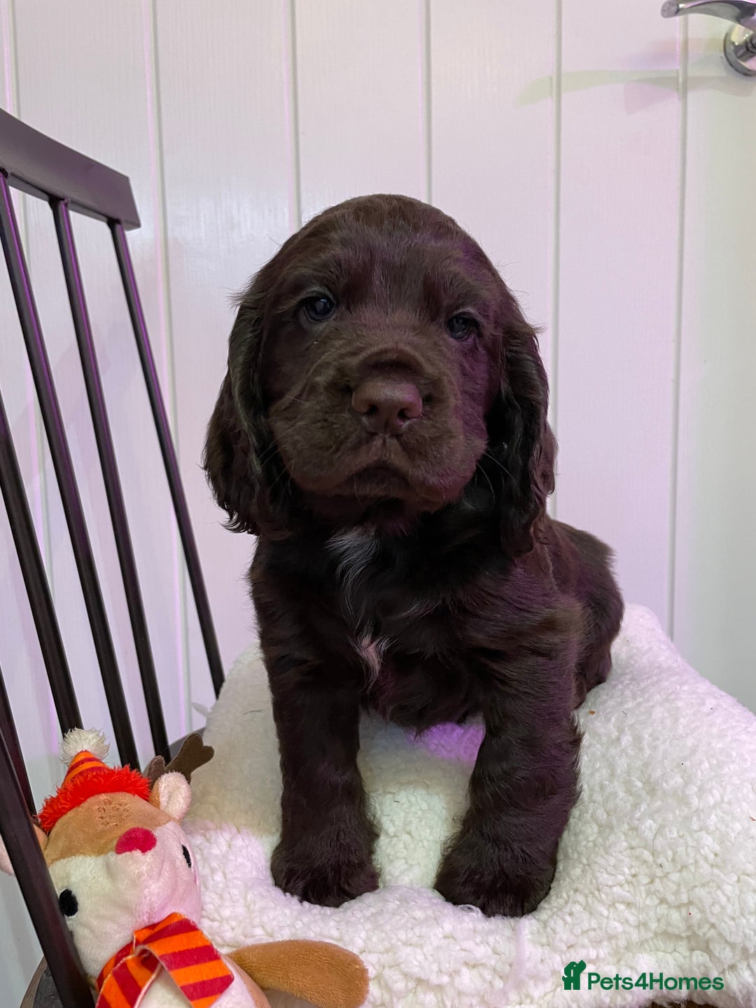 Cocker Spaniel dogs for sale: Stunning male cocker spaniel puppy pedigree - Image 14