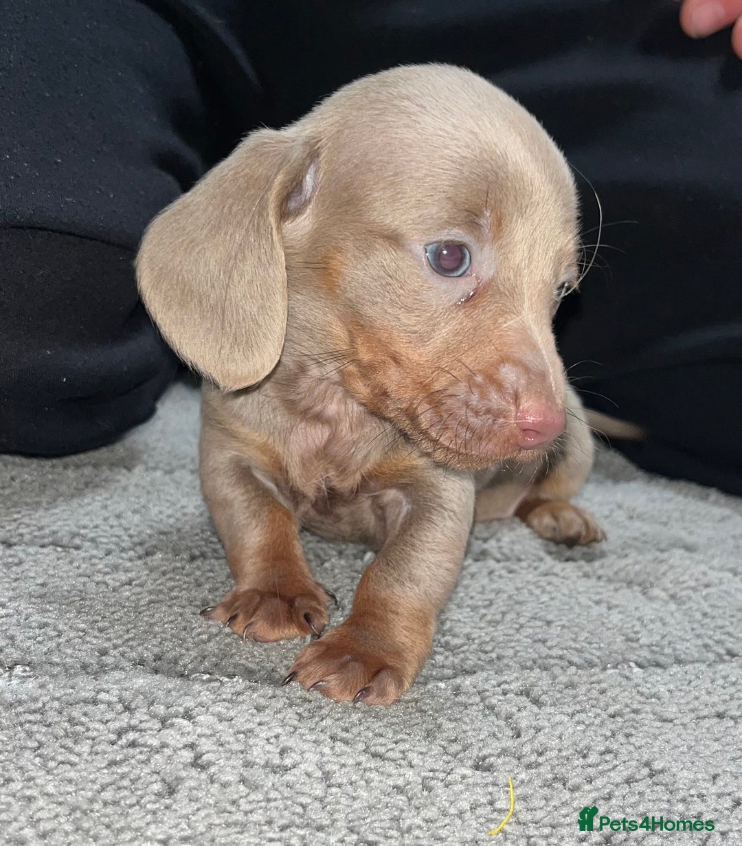 Dachshund dogs for sale: Dachund puppies for sale! - Advert 4