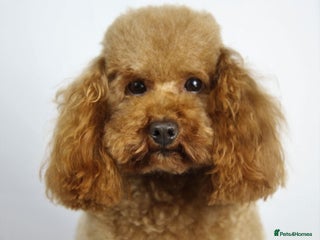 Toy Poodle dogs in Eastleigh - Advert 34