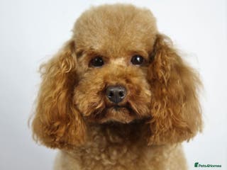Toy Poodle dogs Romeo - Professional Stud Service in Eastleigh - Advert 13