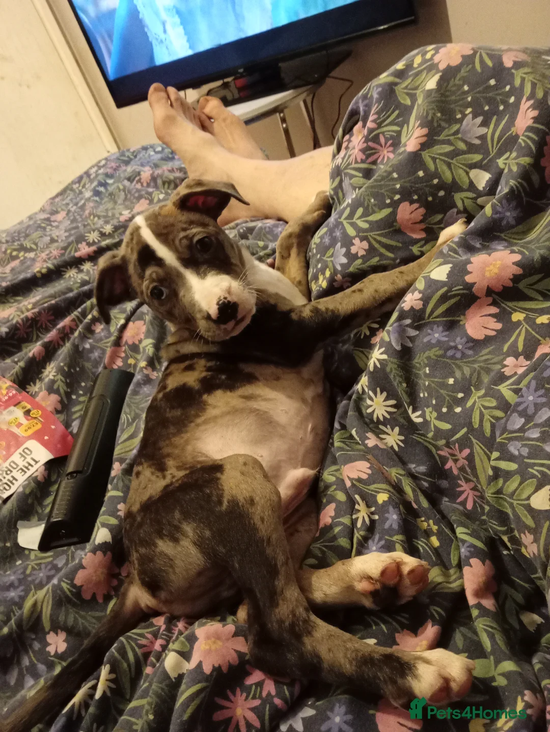 Mixed Breed dogs for sale: Puppys - Advert 8