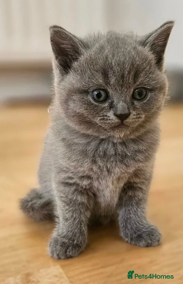 British Shorthair cats BRITISH SHORTHAIR KITTENS PADIGREE BLOODLINE - Advert 1
