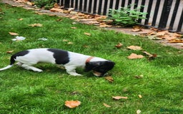 Dachshund dogs for sale: Kensington Dachshund Puppies  - Image 18