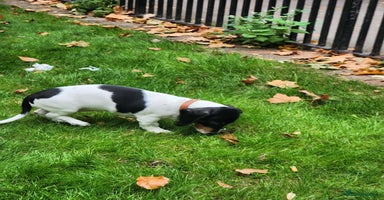 Dachshund dogs - Advert 9