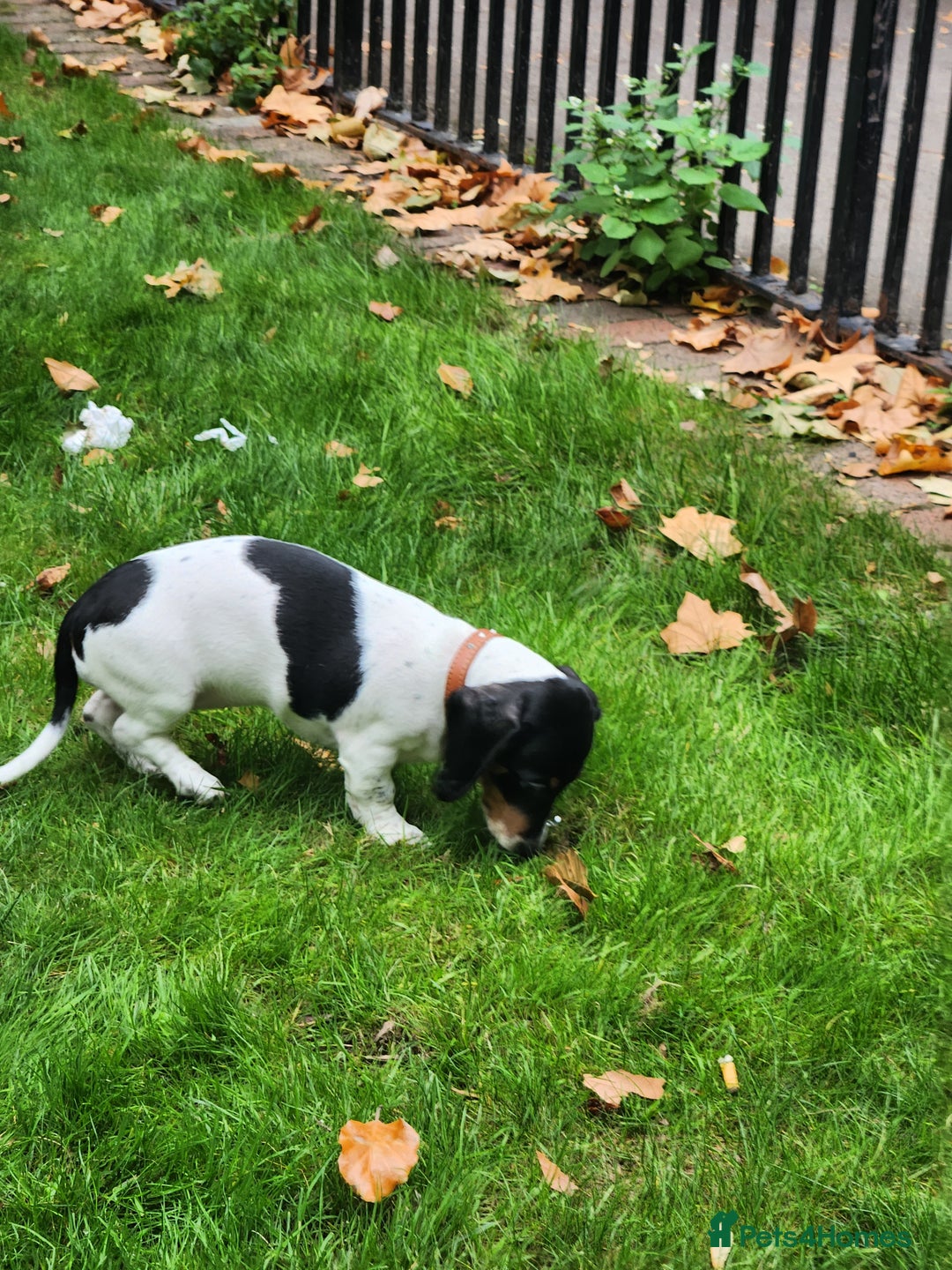 Dachshund dogs for sale: Kensington Dachshund Puppies  - Image 18