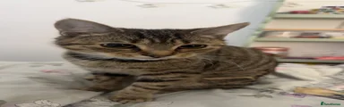 Kitten 