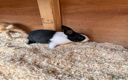 Dutch rabbits for sale: Baby Dutch Rabbits For Sale - Coventry - Image 8