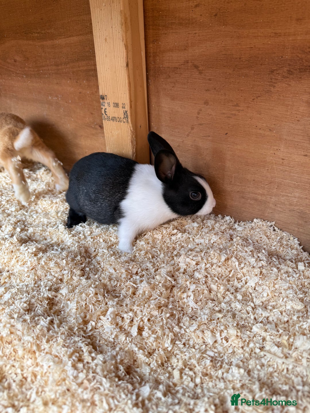 Dutch rabbits for sale: Baby Dutch Rabbits For Sale - Coventry - Image 8