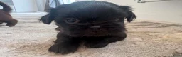 Shih Tzu dogs for sale: Stunning Shih Tzu puppies  - Advert 17