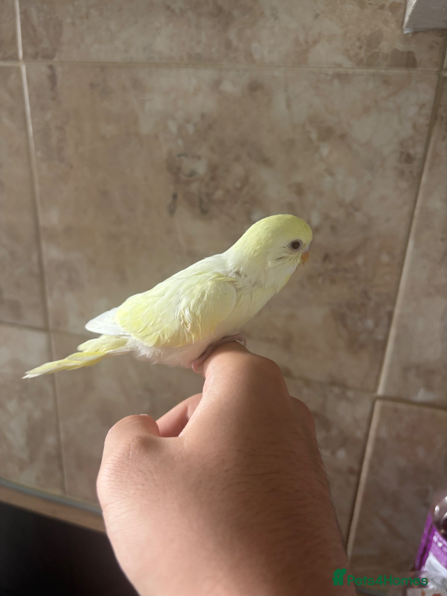 Budgerigars birds for sale: Budgerigar - Advert 5