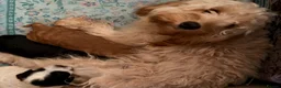 Cockapoo dogs for sale: 🐾 **Beautiful Miniature F1b Cockapoo Puppies **🐾 - Advert 3