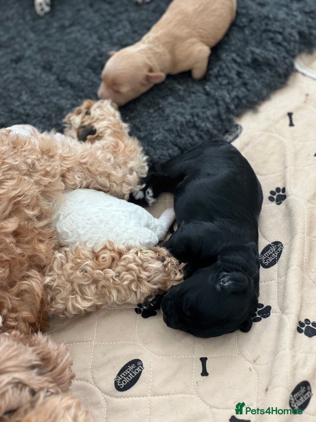 Cavapoo dogs for sale: F1B OUTSTANDING RARE RAINBOW 🌈 BABIES (Cavapoo)  - Image 20
