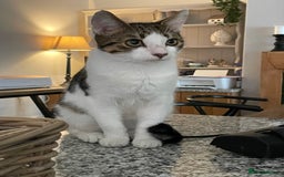 Mixed Breed cats for sale: Marvin & Dexter  - Image 1