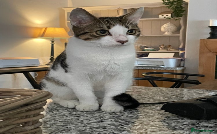 Mixed Breed cats for sale - Advert 1