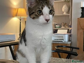 Mixed Breed cats - Advert 36