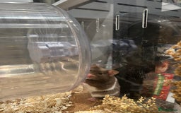 Hamster rodents for sale: Female Brown and White Syrian Hamster - Advert 6