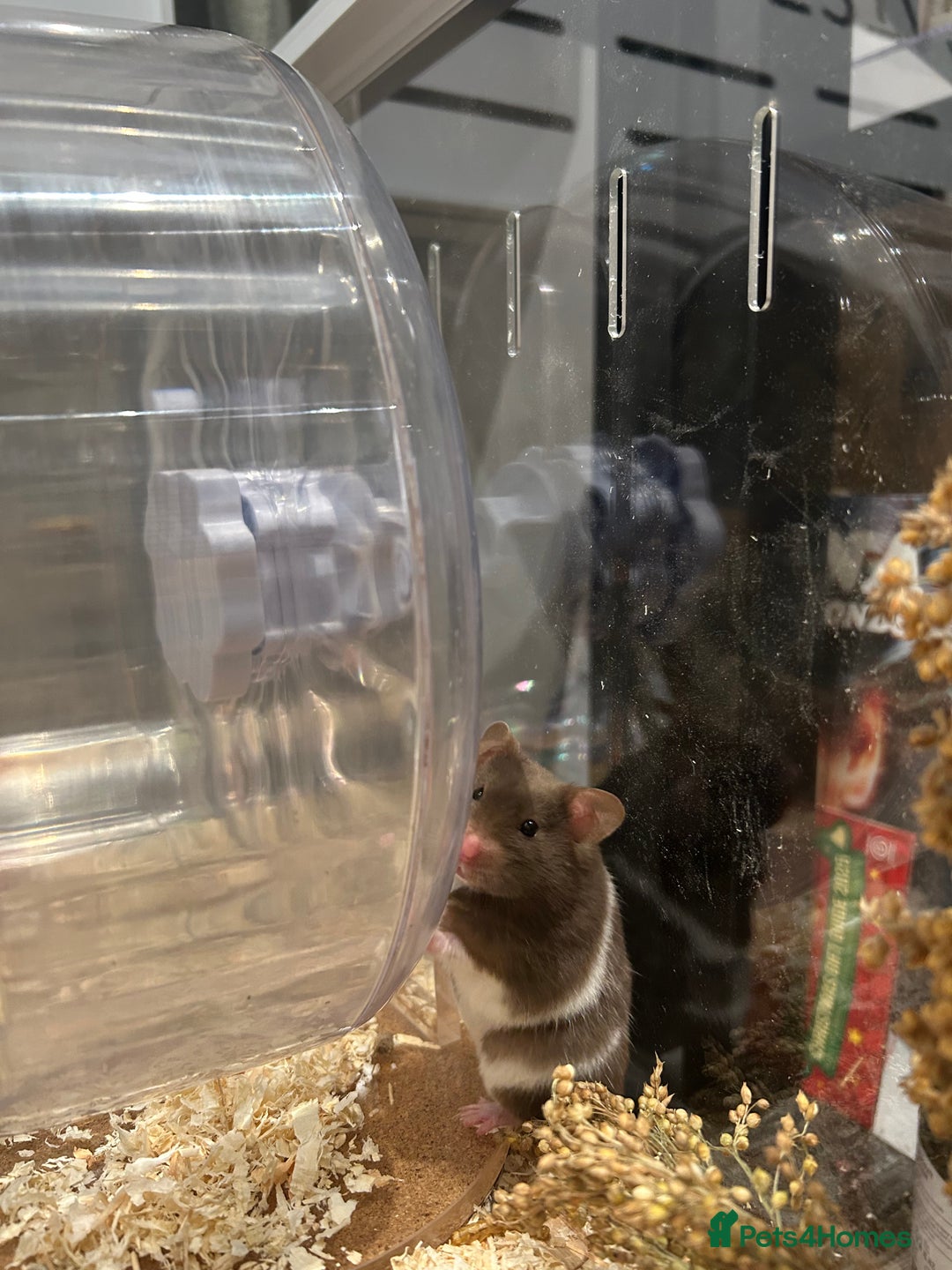 Hamster rodents for sale: Female Brown and White Syrian Hamster - Advert 6