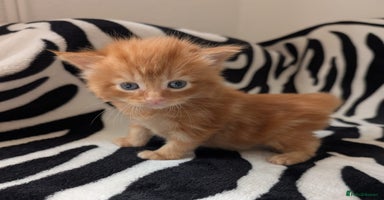 Mixed Breed cats - Advert 3