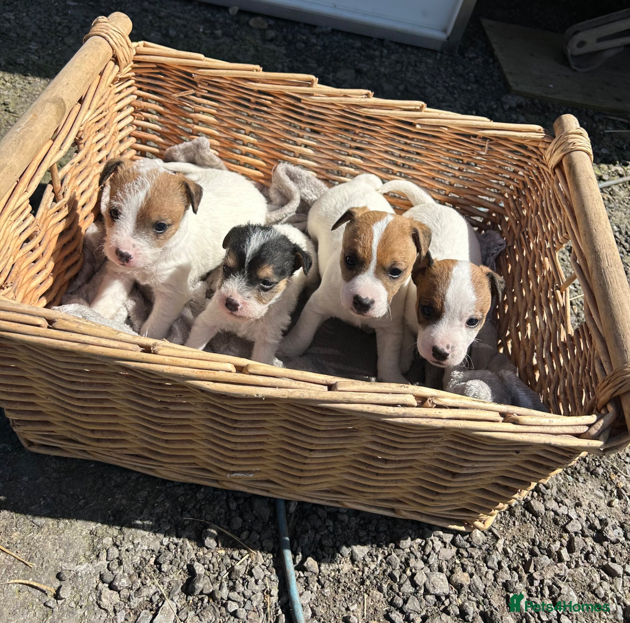 Jack Russell dogs Jack Russel puppies - Advert 3