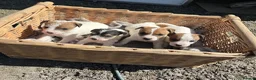 Jack Russell dogs for sale: Jack Russel puppies - Advert 2