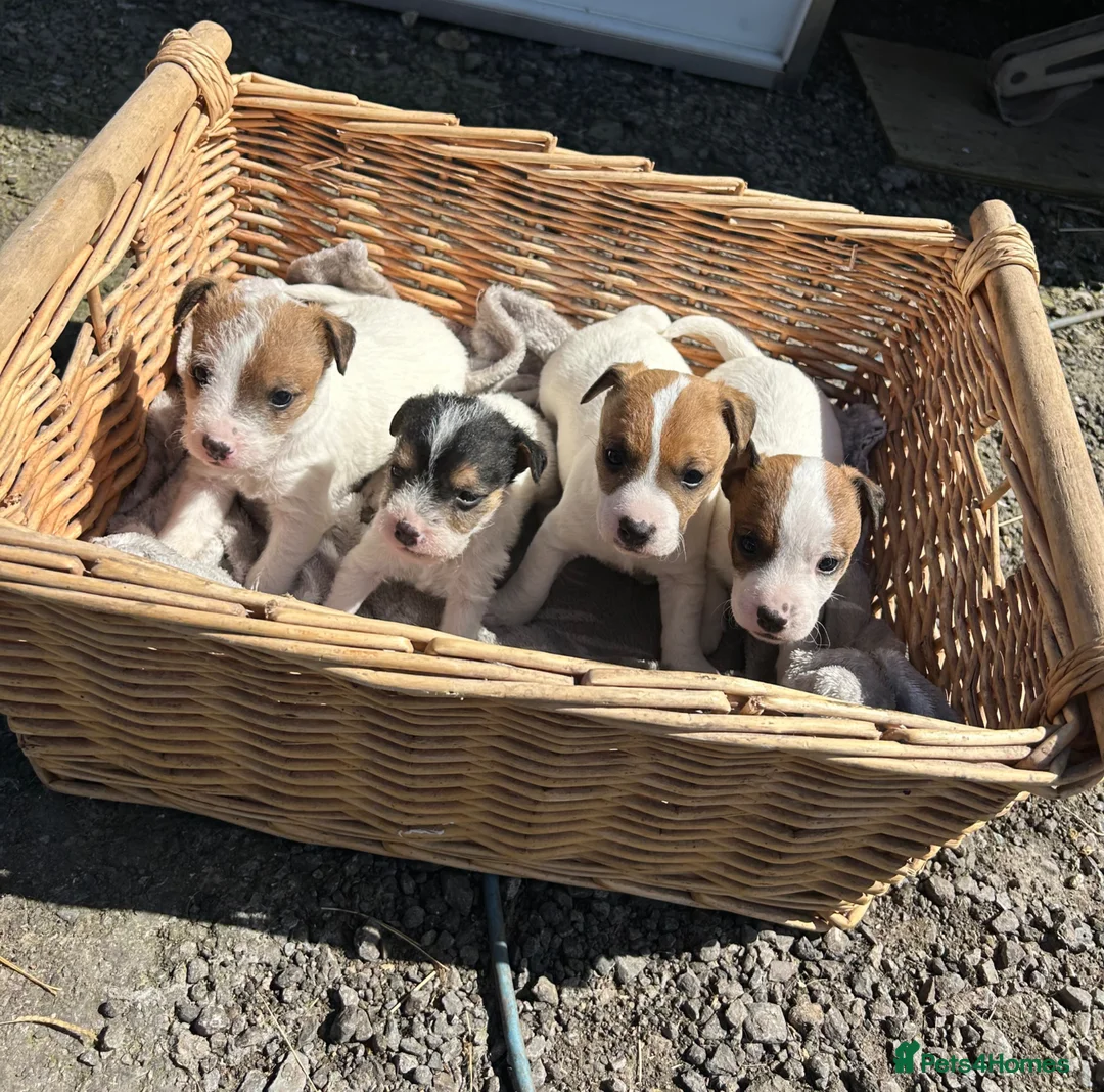 Jack Russell dogs for sale: Jack Russel puppies - Advert 2