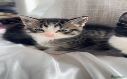 Mixed Breed cats for sale: Adorable 6 week Kittens Looking for Loving Homes! - Image 8