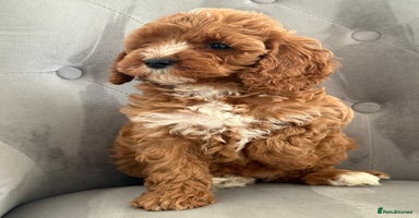Cavapoo dogs - Advert 7